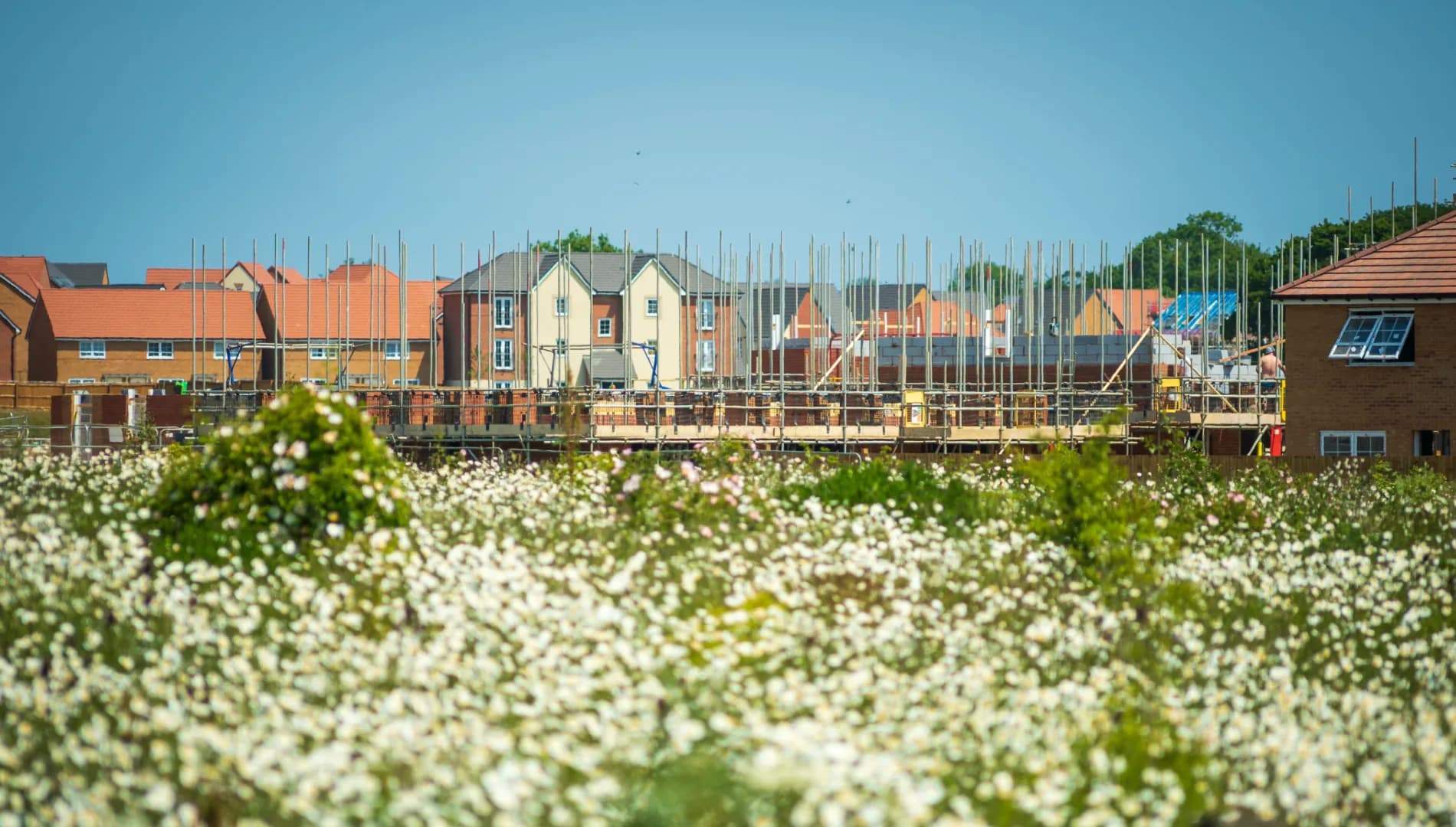 Cleared and prepared development ground with established wildflower planting